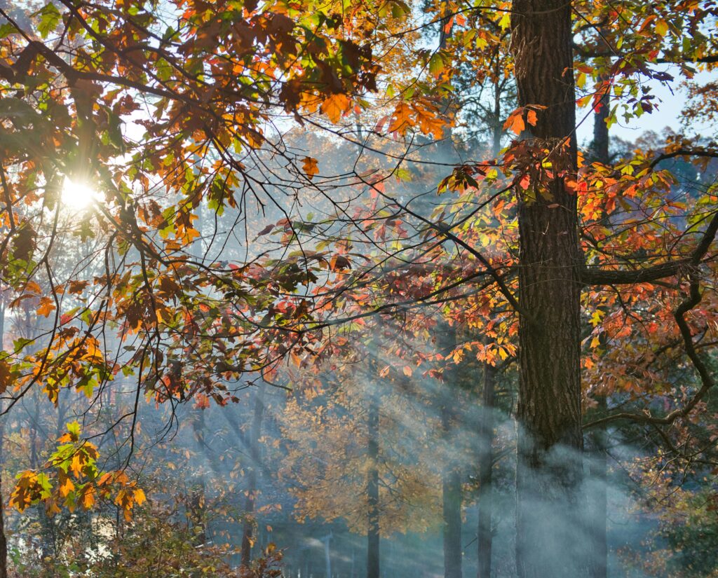 Fall leaves on trees with sunlight and fog.